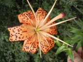IN THE GARDEN: Tiger lilies are showy perennials — the best time to transplant them is in the fall as they begin to die back