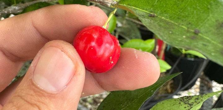 La acerola podría ser un cultivo nuevo y nutritivo para Florida