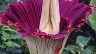 Corpse flower to bloom at the San Diego Botanic Garden