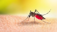 New Jersey Officials Investigate Possible First Locally Acquired Malaria Case Since 1991