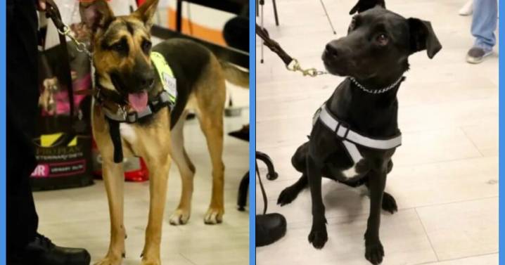 Jalisco tendrá ‘dogtores’ perritos para detectar al gusano barrenador; ¿quiénes son Hummer y Habana?