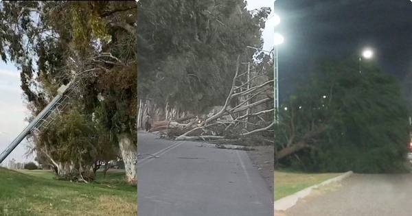 El viento Zonda que azota a San Juan, deja árboles caídos, postes y cortes de luz