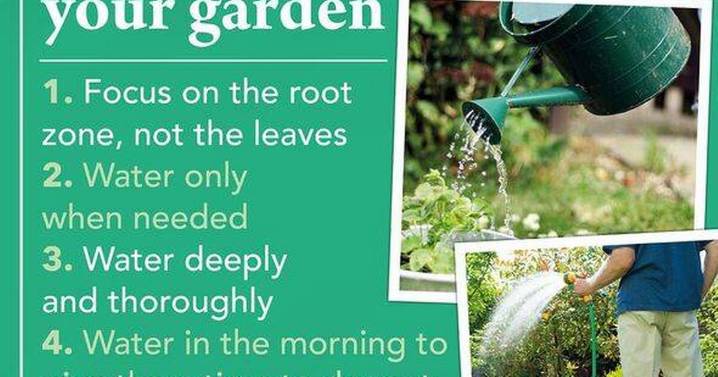 Expert reveals 'best time' to water plants for pest and mildew prevention