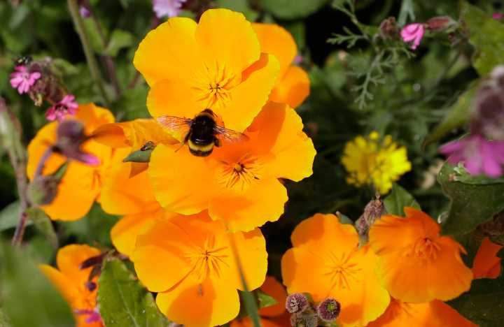 Chaos Gardening – Wild Beauty, Or Just A Mess?  A Sustainable Landscape Specialist Explains The Trend