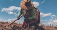 Clima favorecería próxima campaña de arroz, pero otros tres cultivos no tendrían “la misma suerte”, los pronósticos de Senamhi