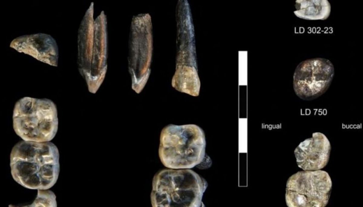 Hallan nueva especie de ancestro: "La imagen que muchos tenemos de un simio, un neandertal y un humano moderno es errónea"