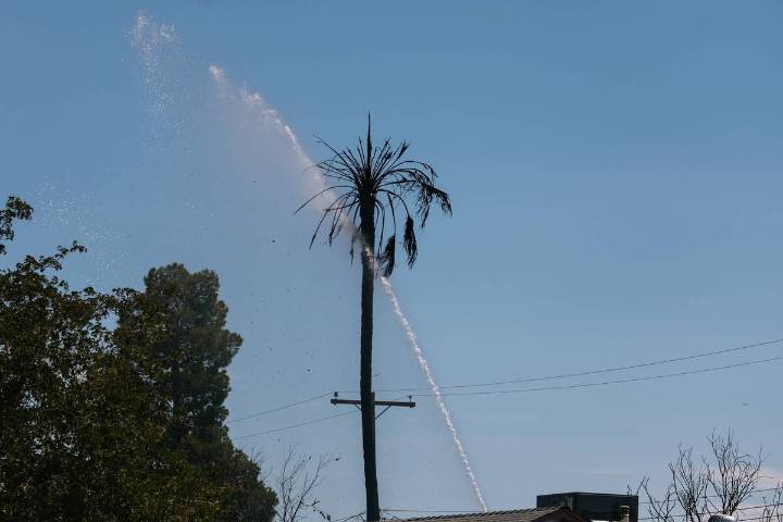 Firefighters investigating palm tree blaze in North Las Vegas