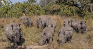 Well-known rhinocerous breeder among 6 arrested in South Africa over $14 million rhino horn trafficking scheme
