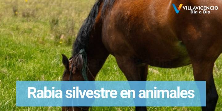 Cerca de 156.135 bovinos y bufalinos han sido inmunizados ante esta emergencia.