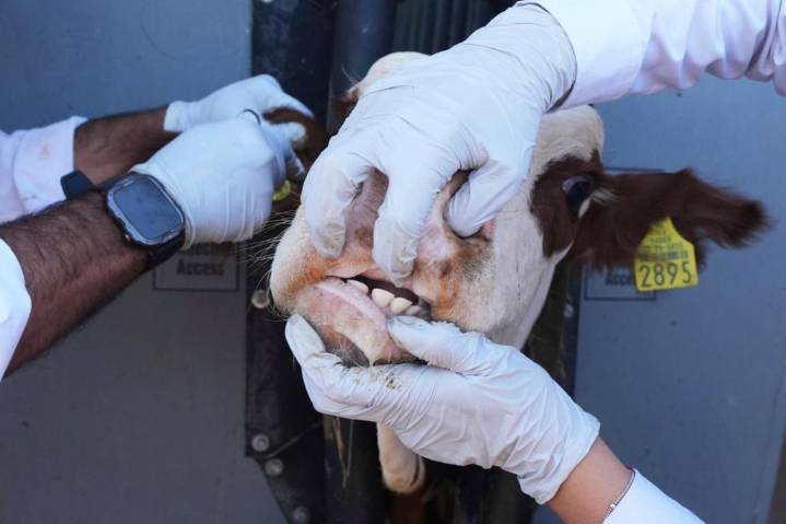Tiny parasite ravages Mexican cattle and US suspends live imports