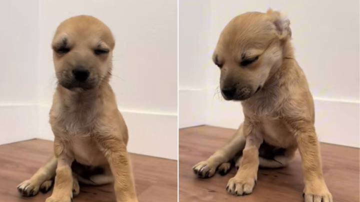 Pup With Head Trauma Suffered Long-Term Abuse, But Is Now A Brand-New Dog Thanks To California Rescuer