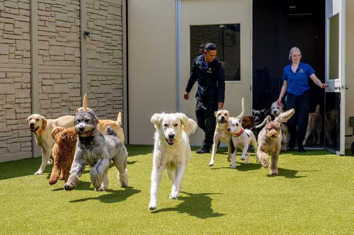 K9 Resorts: Michigan’s first ‘Ritz-Carlton for dogs’ opens in metro Grand Rapids