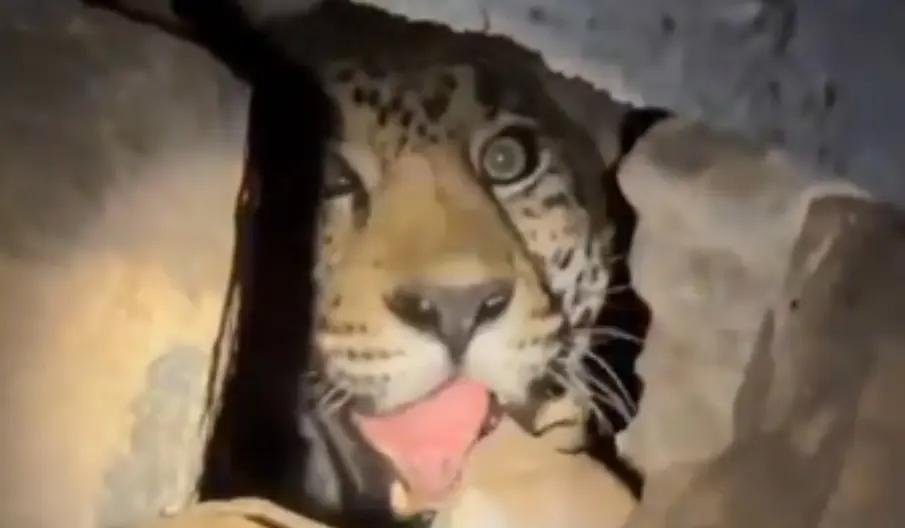 Jaguar sorprende en cueva de Nayarit; se viraliza en redes (VIDEO)