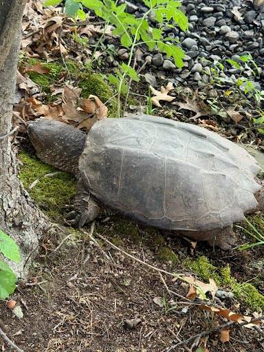 Snapping Turtle Found in Dead in Watertown from Rodent Poison