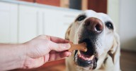 Vet shares five dog breeds future owners should avoid