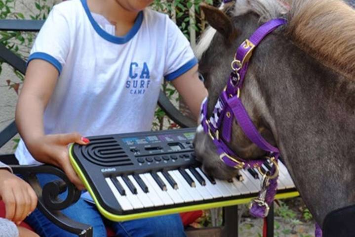 Miniature Therapy Horses Trained to Play Keyboard in Hospitals (Exclusive)