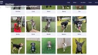 Little Compton vineyard to host dog adoption event Sunday