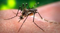 FDA suspende vacuna contra la chikungunya tras reportar muertes y hospitalizaciones en EEUU