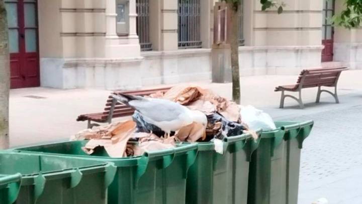 Hedor y suciedad en pleno centro de Avilés: los "ataques" de las gaviotas a contenedores y bolsas de basura desesperan a los vecinos de Palacio Valdés