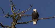 The twisted reason why the Trump administration claims to care about eagles