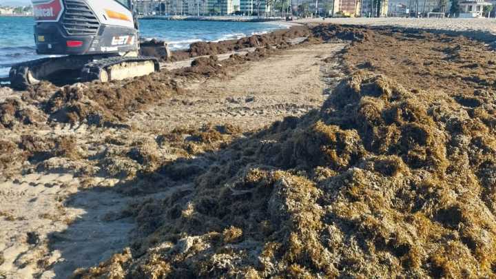El alga asiática continúa expandiéndose en Andalucía por noveno verano consecutivo: solo Huelva se libra