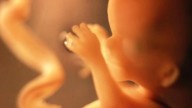 Un gen clave en el desarrollo embrionario protege la reserva de células madre del cerebro adulto
