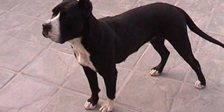 Imputaron a un policía de Tucumán que mató a un perro y amenazó a su dueña: “Acordate que vos tenés dos hijos”