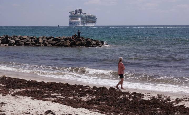 Floating seaweed levels high in Atlantic and Caribbean