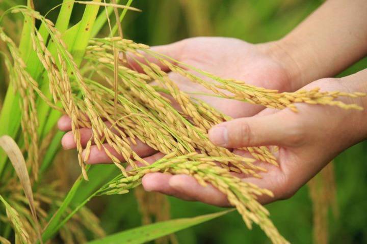 La SIC aprueba acuerdo histórico para estabilizar el precio del arroz en Colombia.