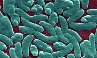 Flesh-eating bacteria cases rise in Florida this year