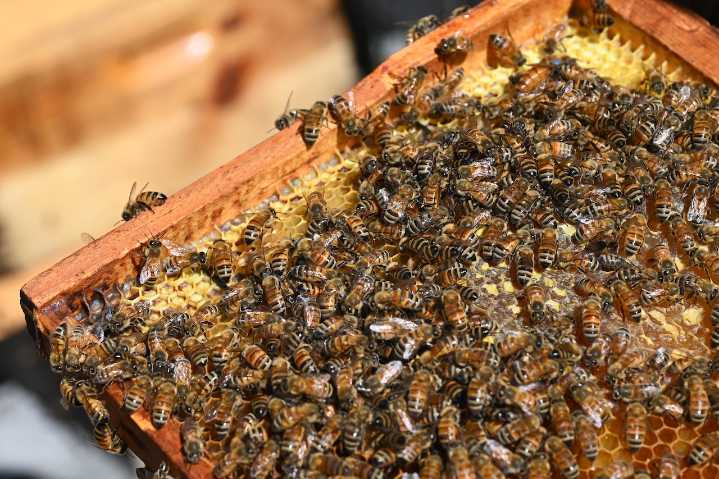 Correctional center in Norfolk Massachusetts' first DOC prison beekeeping honeybee apiary program