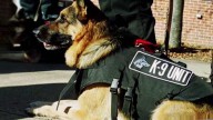How long have police dogs been used in the US?