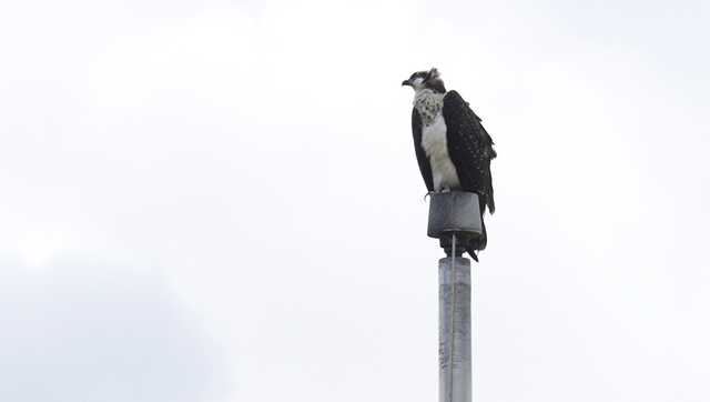 Ospreys nesting on stadium light pole disrupts Minnesota high school's fall sports season