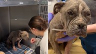 California Dog Who Looks Like A Senior But Is Only 1 Year Old Makes Incredible Transformation
