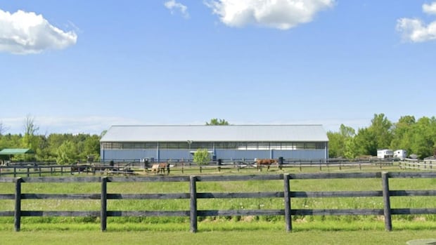 Act of 'disturbing' cruelty leaves 1 horse dead and several others injured at Welland, Ont., ranch