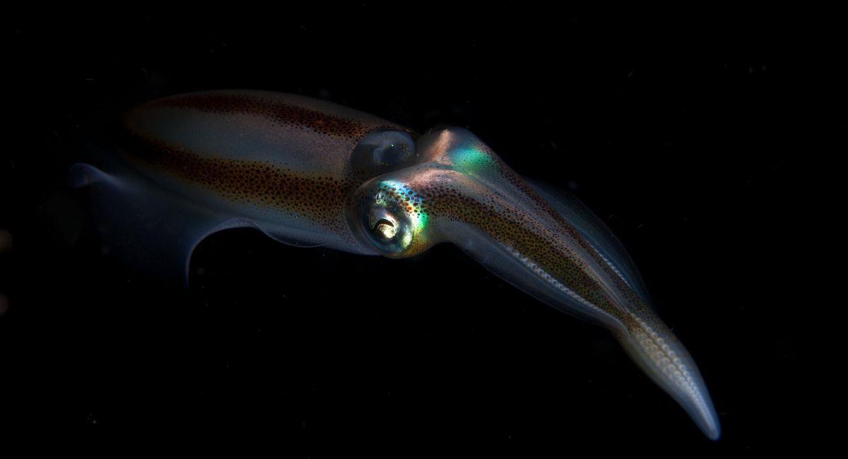 Animal gigante es hallado en el fondo del Océano Pacífico, a casi 6.000 metros de profundidad