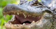 Have you encountered a gator? We asked an expert what to do.