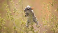 Keep These 15 Plants Out Of Your Yard If You Want To Keep Mice Away