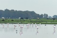 El Gobierno destina 28,5 millones para renaturalización y restauración ecológica de Doñana