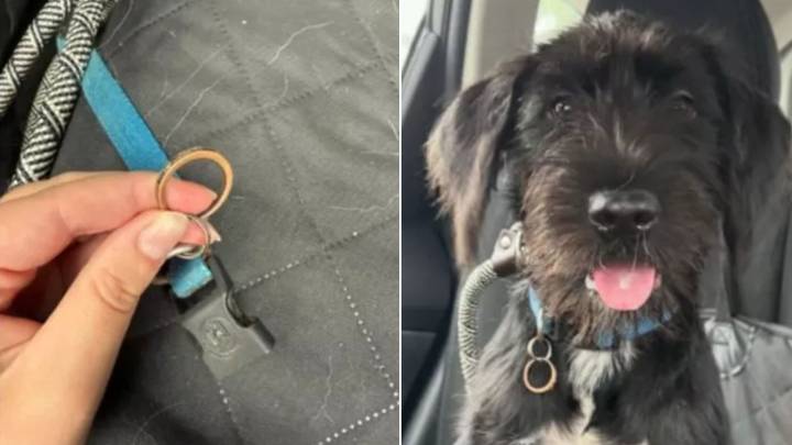 North Carolina Rescuers Were Heartbroken After Meeting A Dog Who Was Surrendered With Wedding Ring On Her Collar