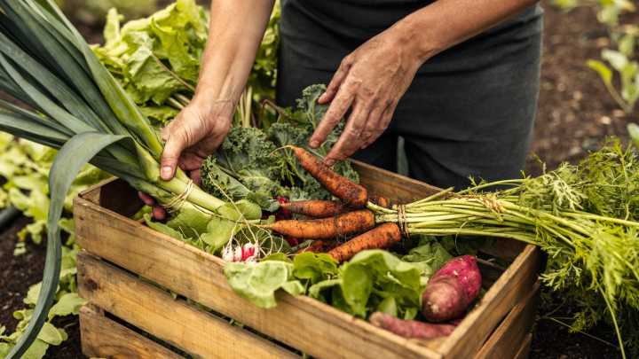 17 Veggies You Should Start Indoors For A More Successful Fall Garden