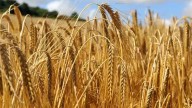Riesgos por sustituir trigo en Valle del Yaqui