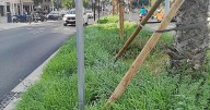 El paseo marítimo de Palma va a necesitar un ejército de jardineros