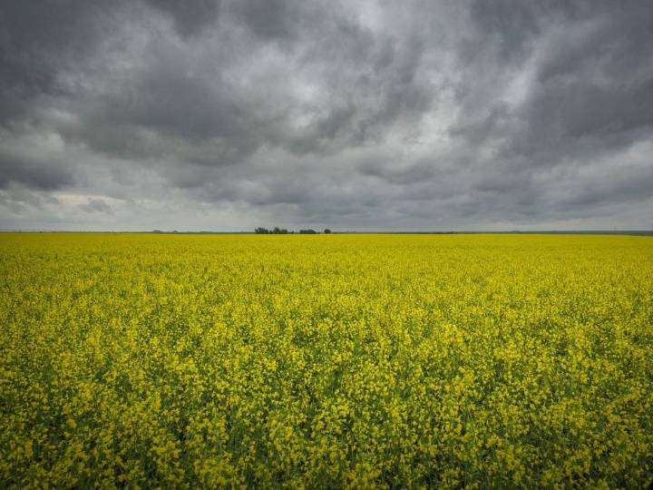'Very stressful': Southern Alberta farmers say China's tariff on Canadian canola seed creates price uncertainty