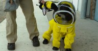 Dogs help detect threats to bee colonies