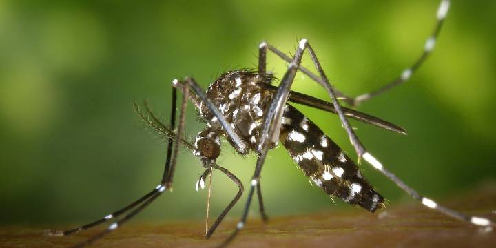 West Nile Virus detected at 2 Bridgeport attractions, officials say