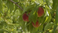 After years of losses, fruit growers in the Okanagan celebrate bountiful harvest