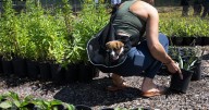 Colorado Springs city greenhouse selling surplus plants