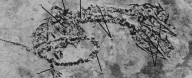 Incredible Fossil Reveals Two-Headed Creature From The Dinosaur Age