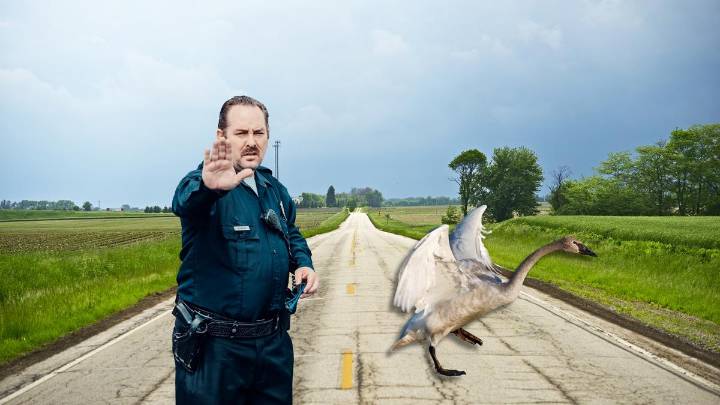 Illinois Officers Rescue Swans Stuck in Traffic Jam